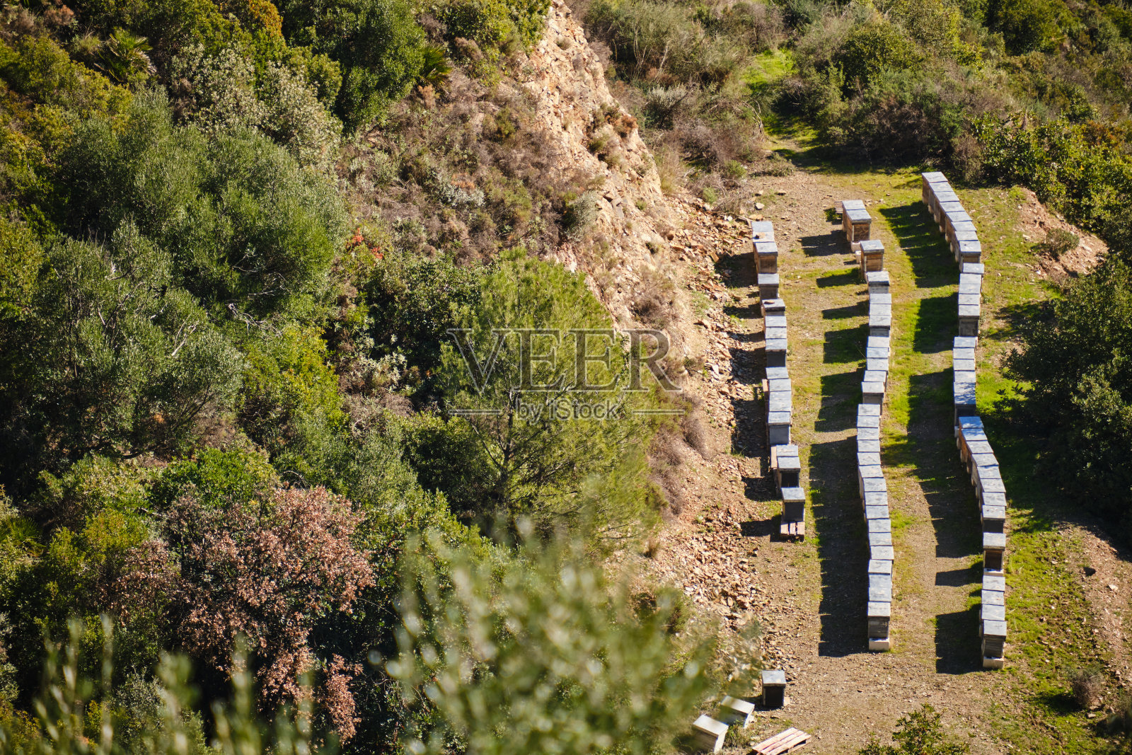 田野里的蜂箱收集蜂蜜照片摄影图片