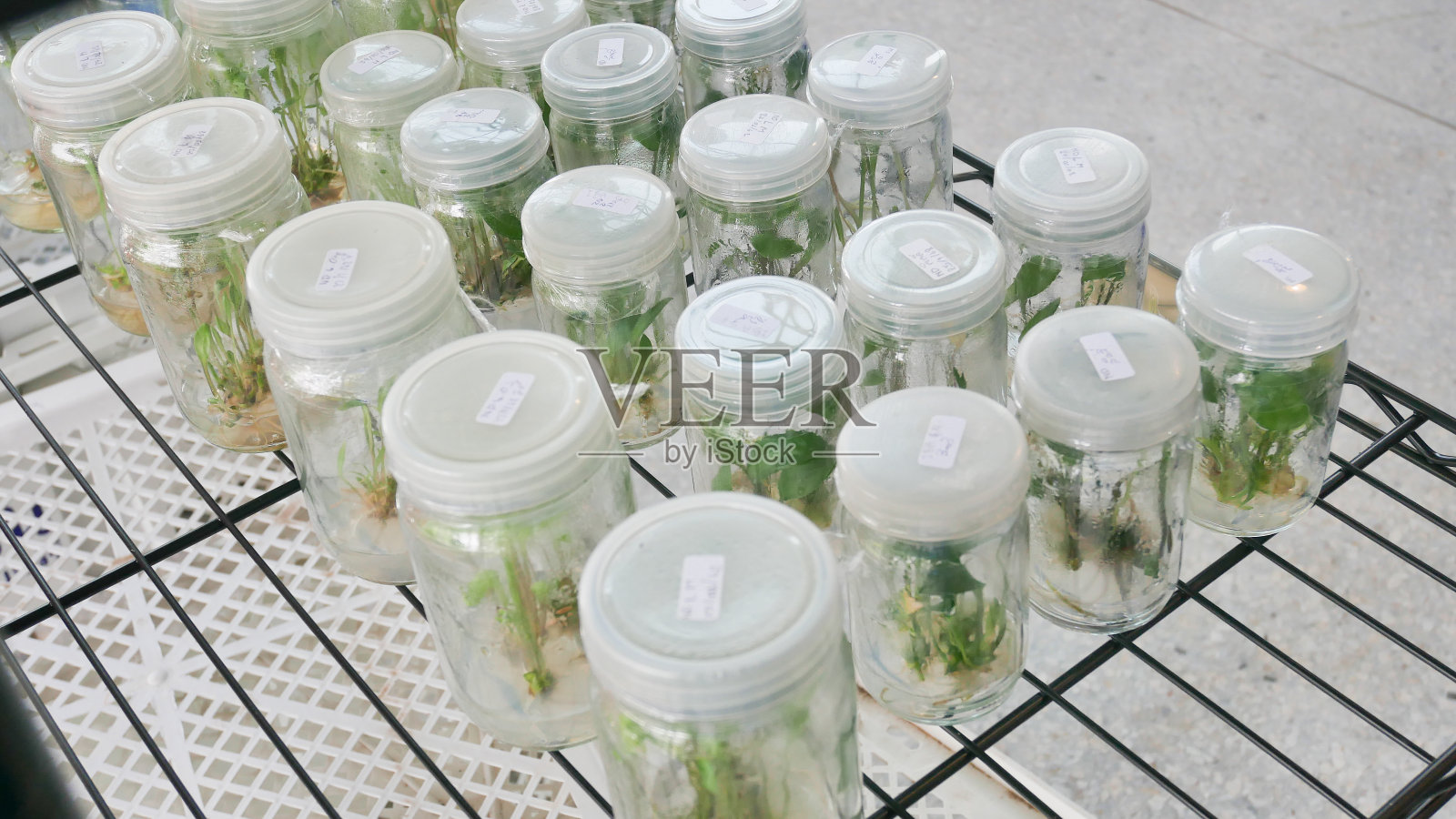 绿色植物组织培养。照片摄影图片