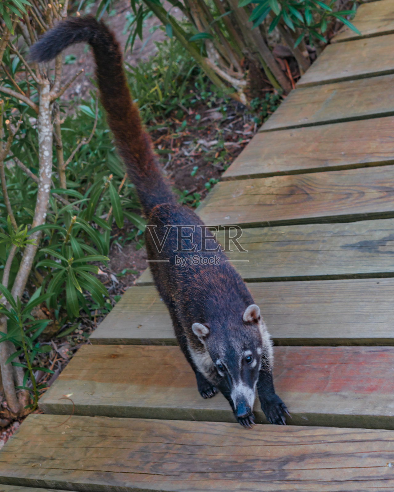 被圈养的长鼻浣熊特写照片摄影图片