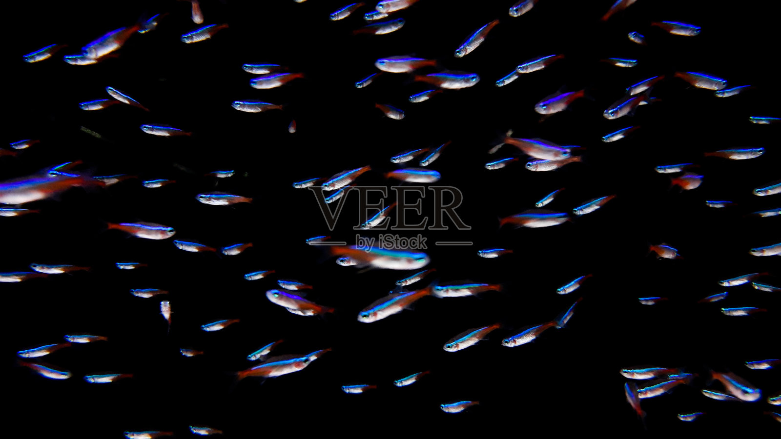 孤立的黑色背景的水族鱼照片摄影图片