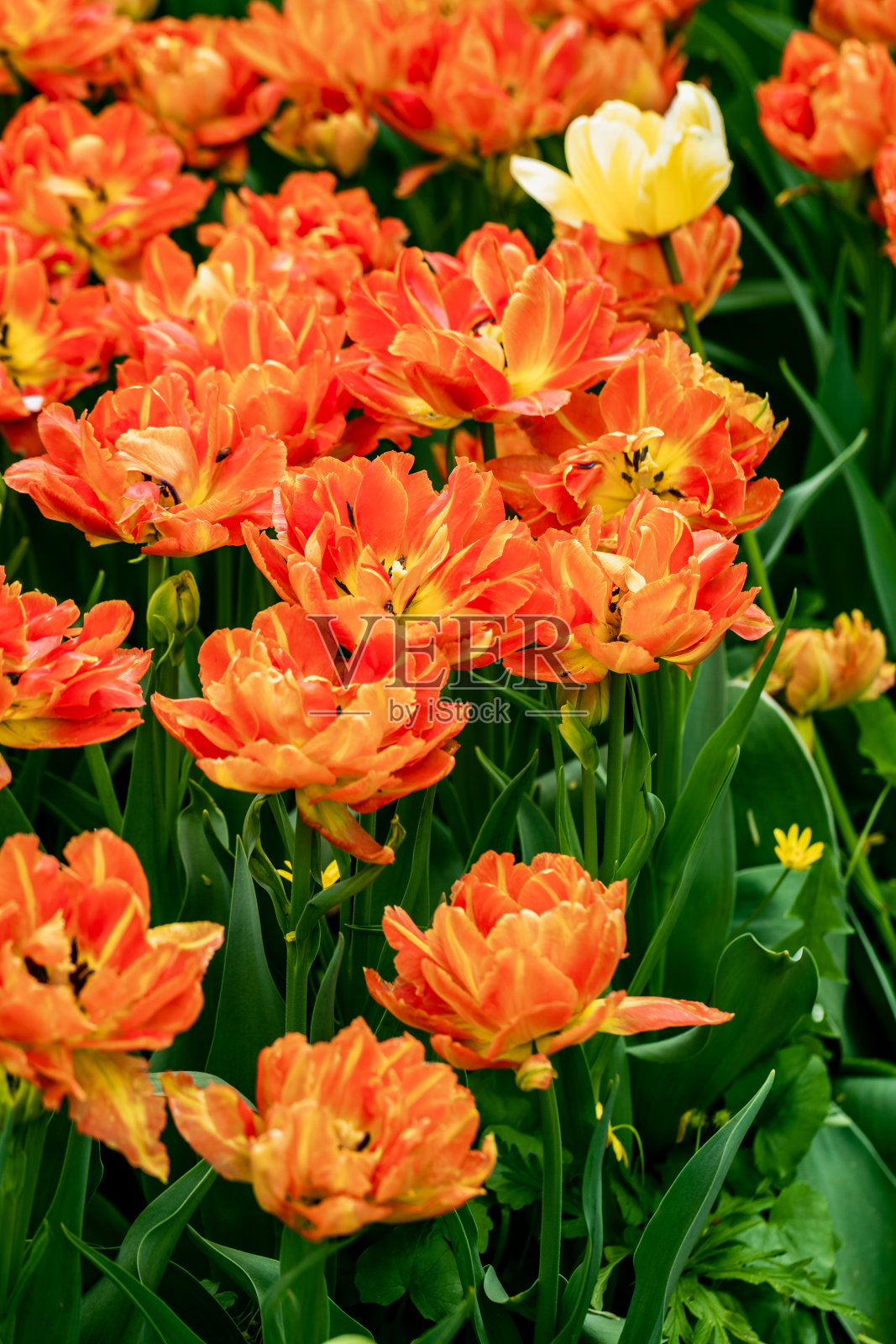 橘色的毛状郁金香在花园里盛开照片摄影图片