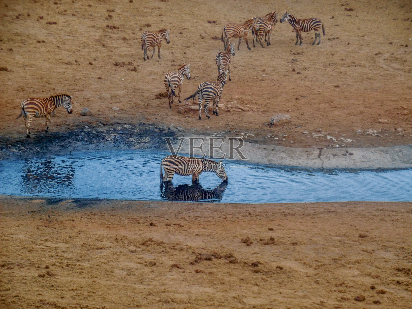 水坑边的斑马群照片摄影图片