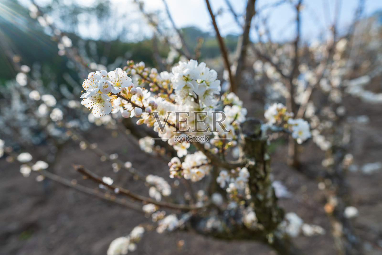 白色的梅花一簇簇地堆在树枝上，随风摇曳。照片摄影图片