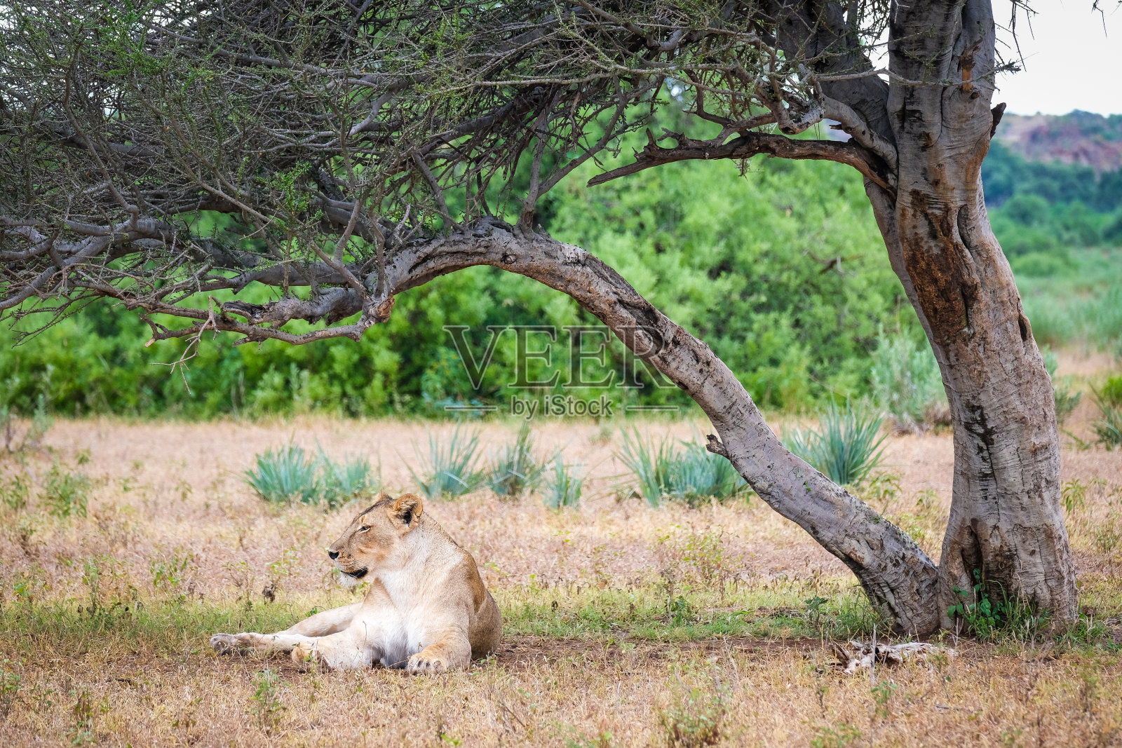 博茨瓦纳，一只成功狩猎后在树下休息的母狮照片摄影图片