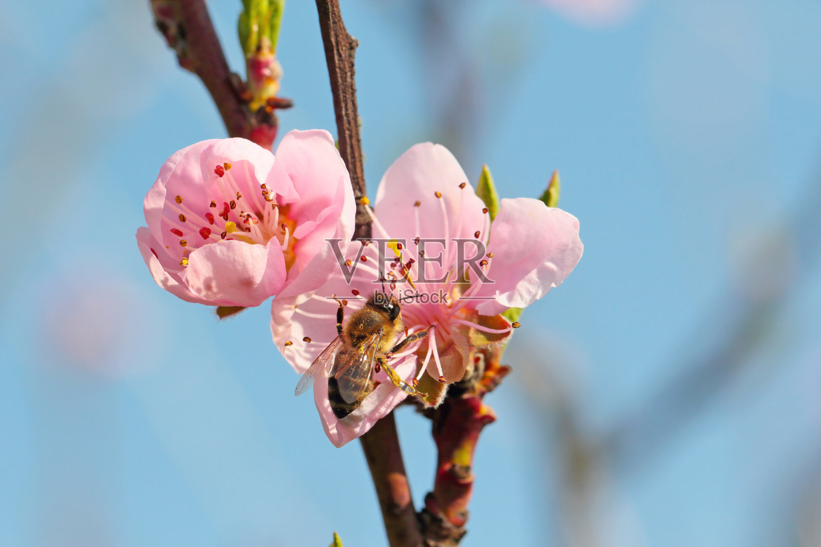 在春天盛开的花园里，欧洲蜜蜂在花上授粉的桃树。蜜蜂在桃树花中采集花蜜、花粉和蜂蜜。照片摄影图片
