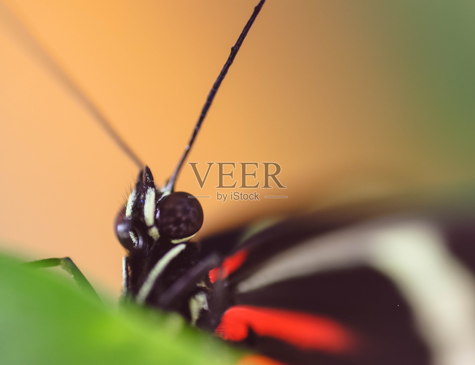 蝴蝶照片摄影图片