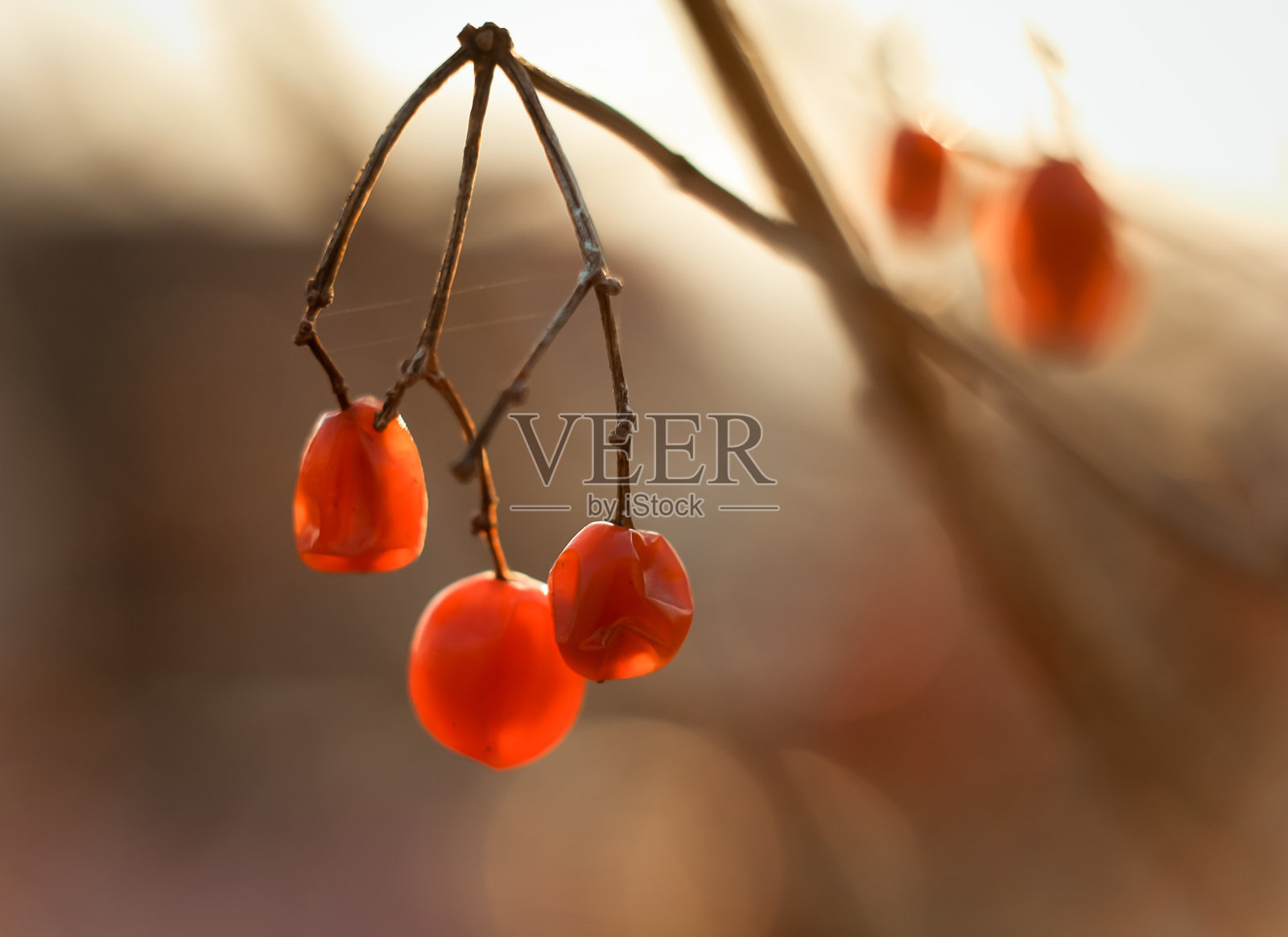 接近秋天枯萎的rowan浆果干枝概念照片照片摄影图片