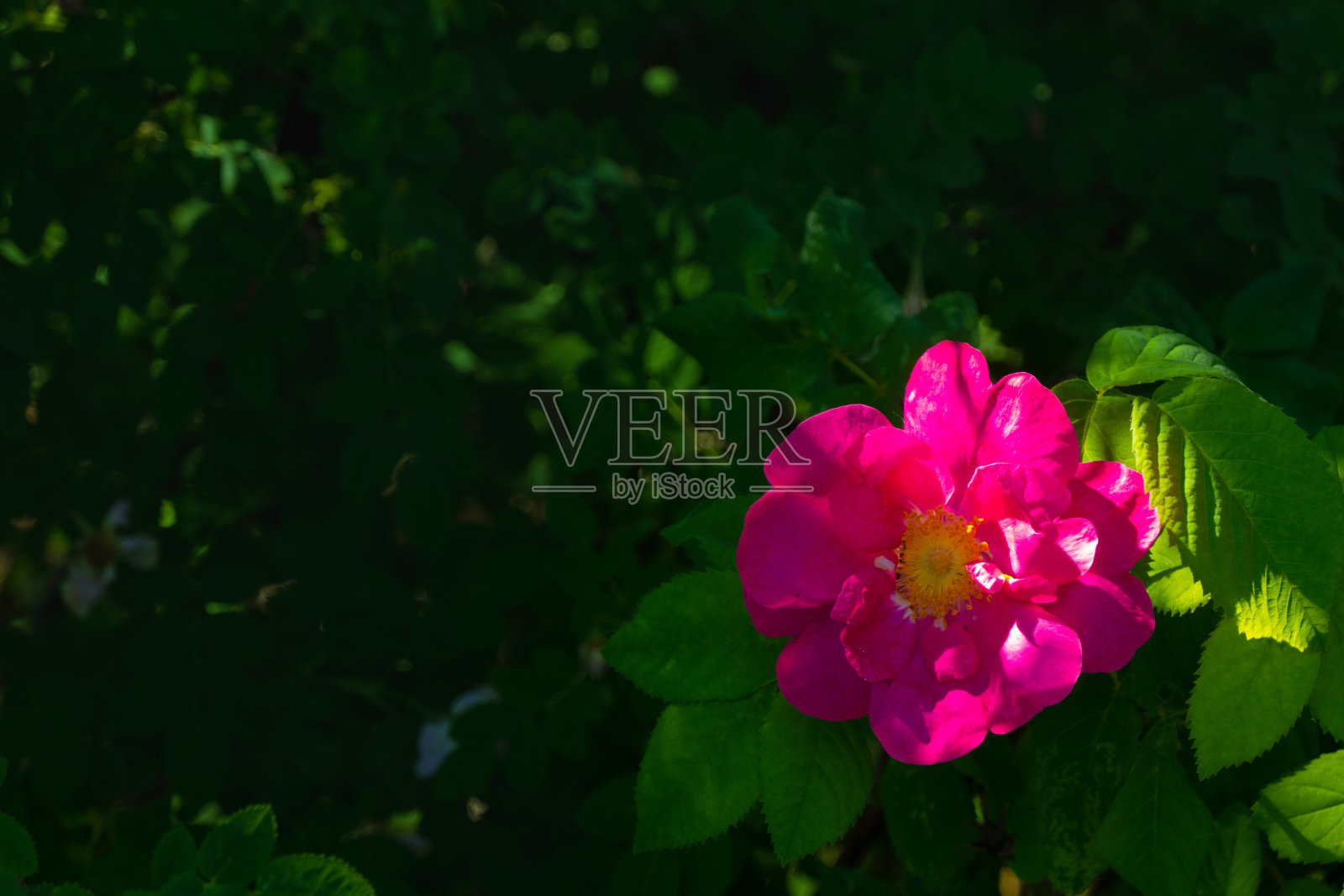 美丽的暗粉色玫瑰花特写。蔷薇属药用的开花灌木。自由空间。照片摄影图片