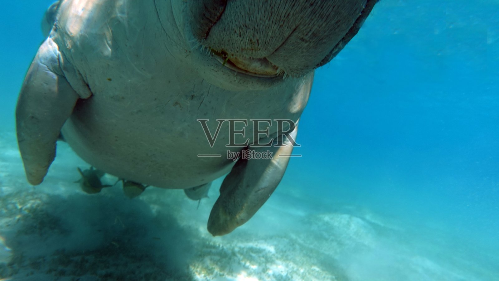 红海中的儒艮（海牛）照片摄影图片
