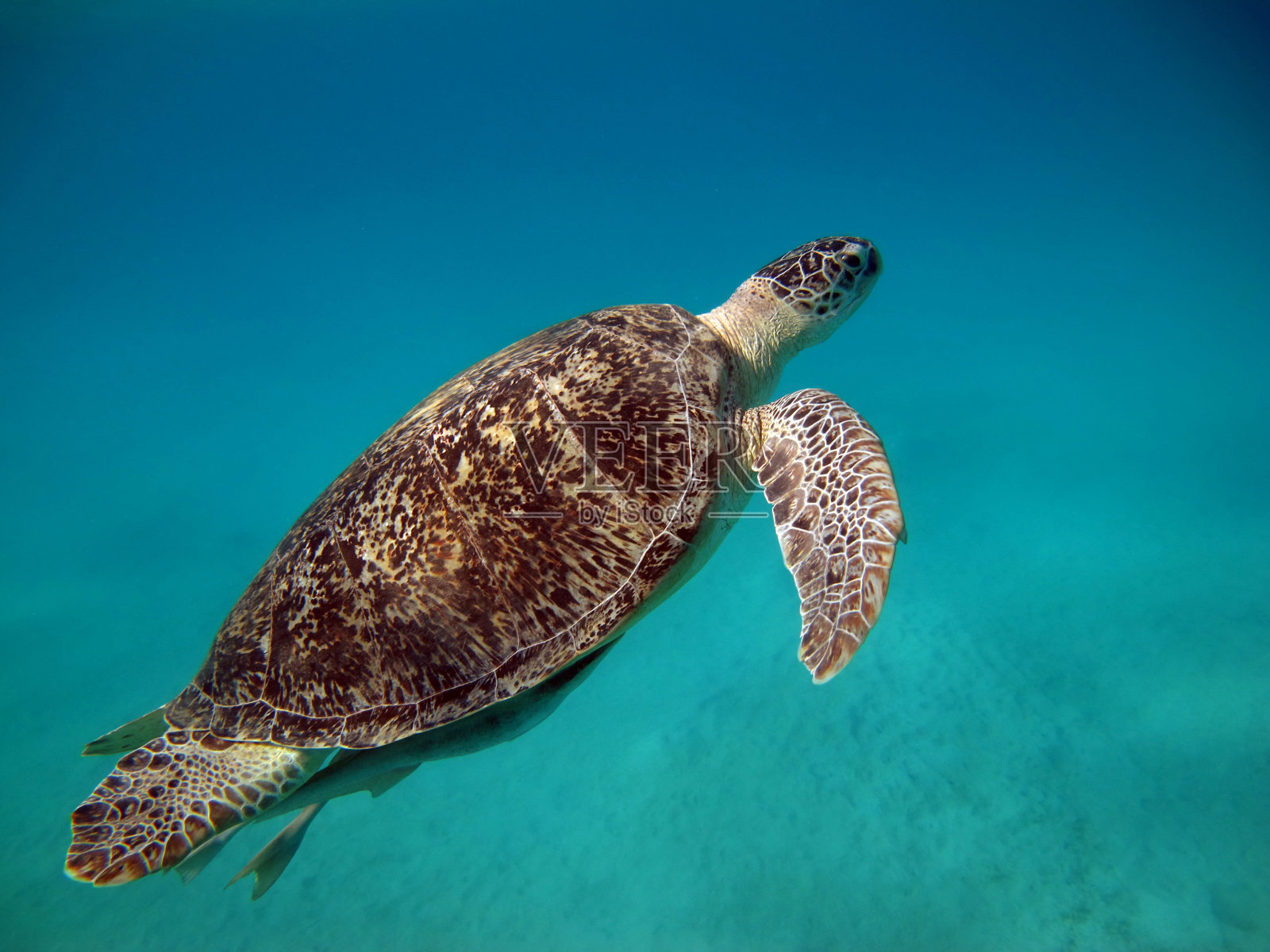 红海礁石上的大绿海龟照片摄影图片