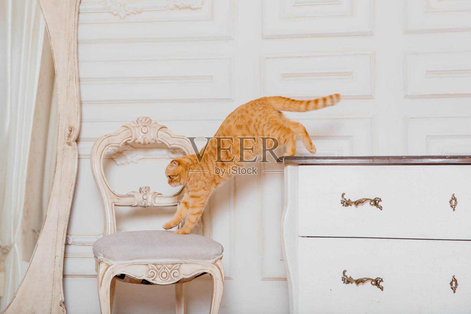 新年快乐，圣诞快乐，欢庆快乐。猫品种苏格兰折耳肖像。照片摄影图片