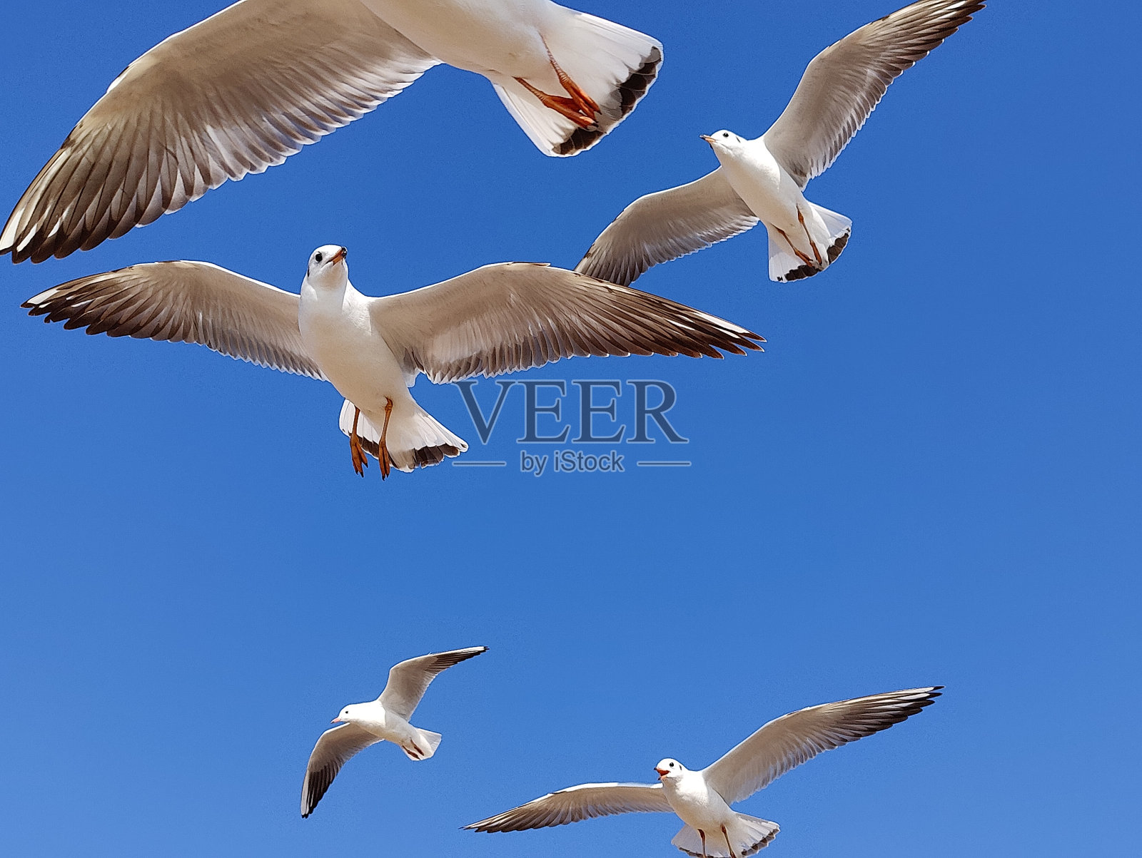 海鸥照片摄影图片