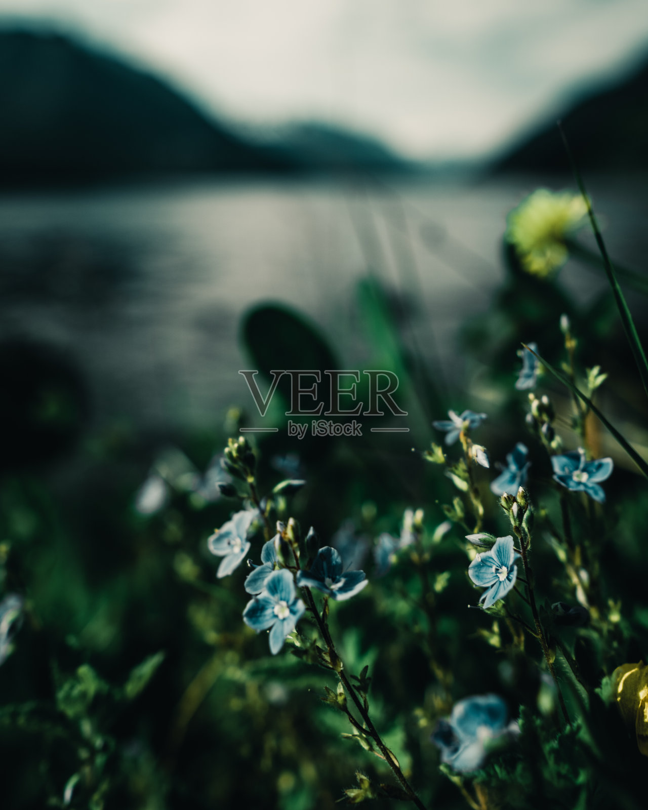 近距离拍摄的野生蓝色花朵与模糊的湖泊背景照片摄影图片