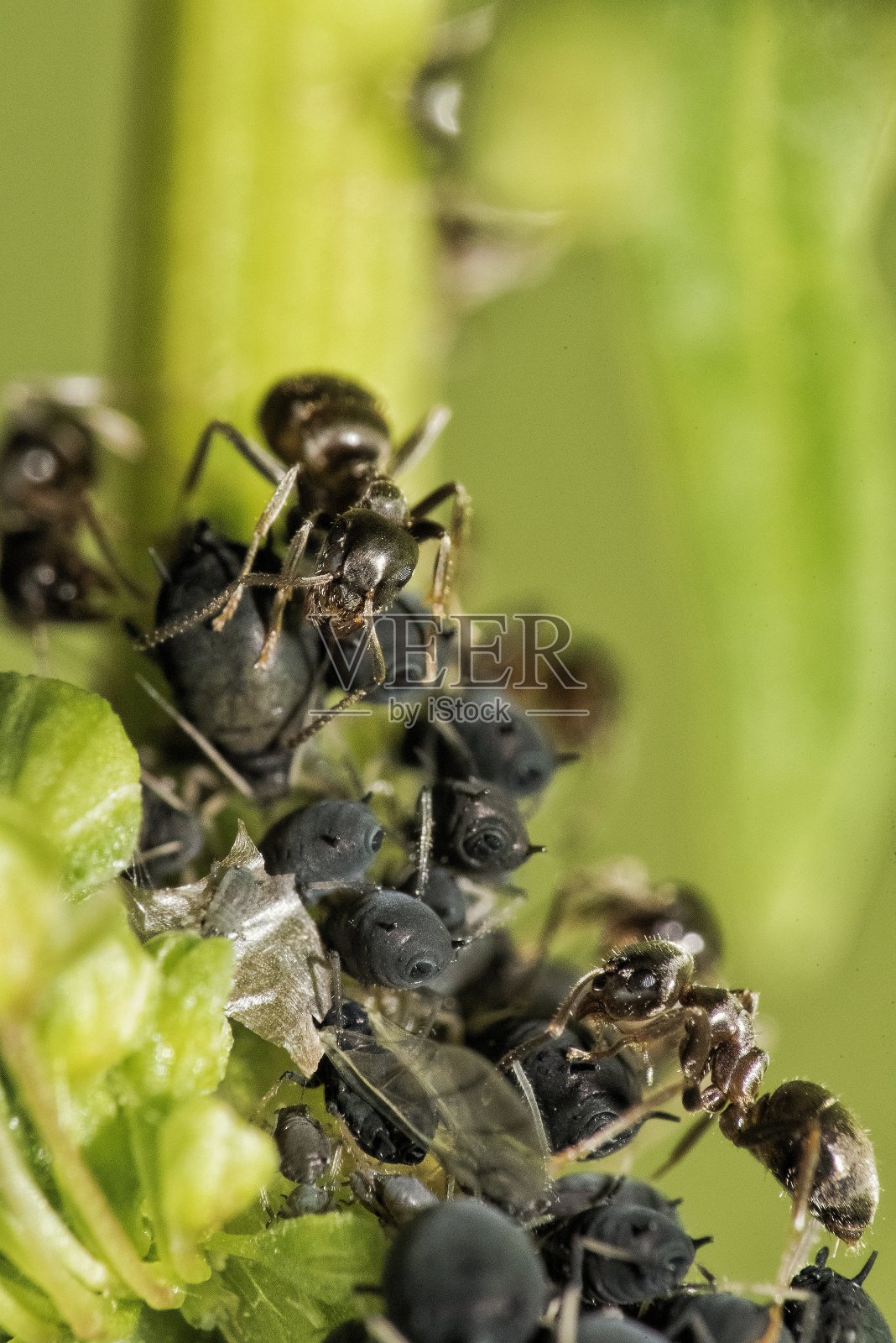 大量蚂蚁在植物上照片摄影图片