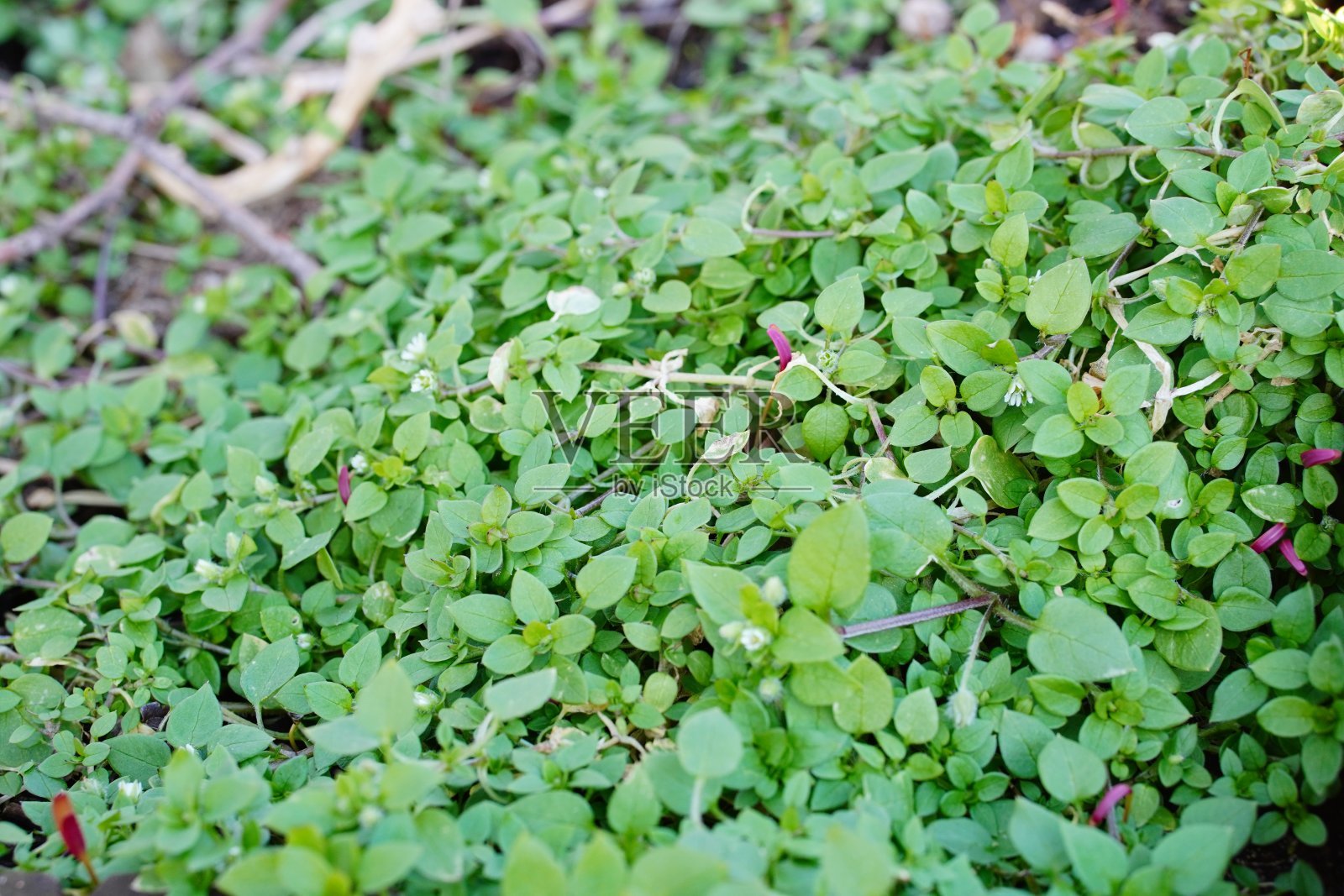 绿色的丁香叶子在花园里生长的特写镜头照片摄影图片