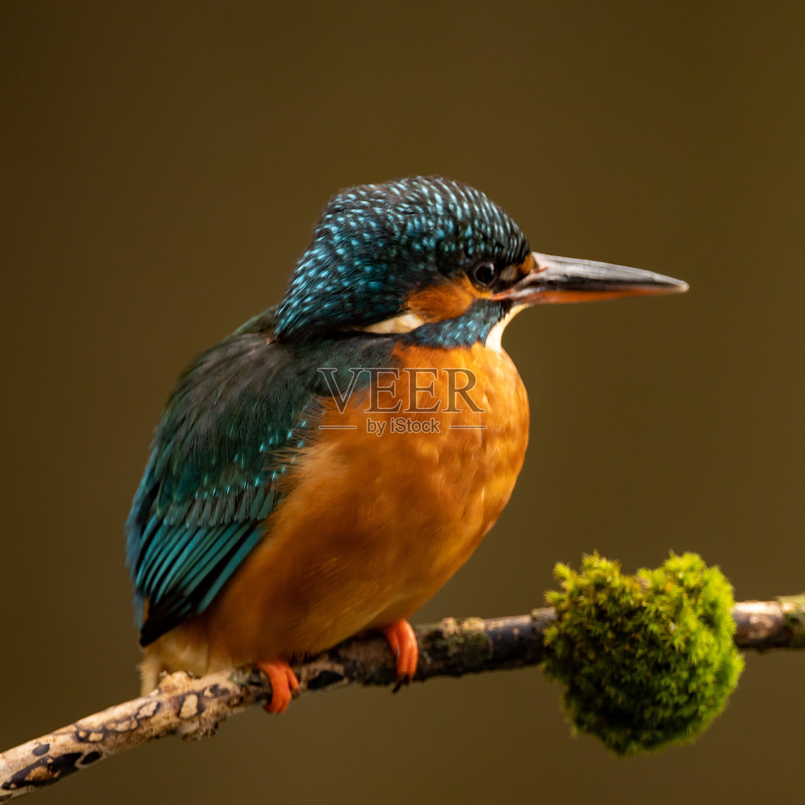 一只王鱼鸟栖息在树枝上的特写照片摄影图片