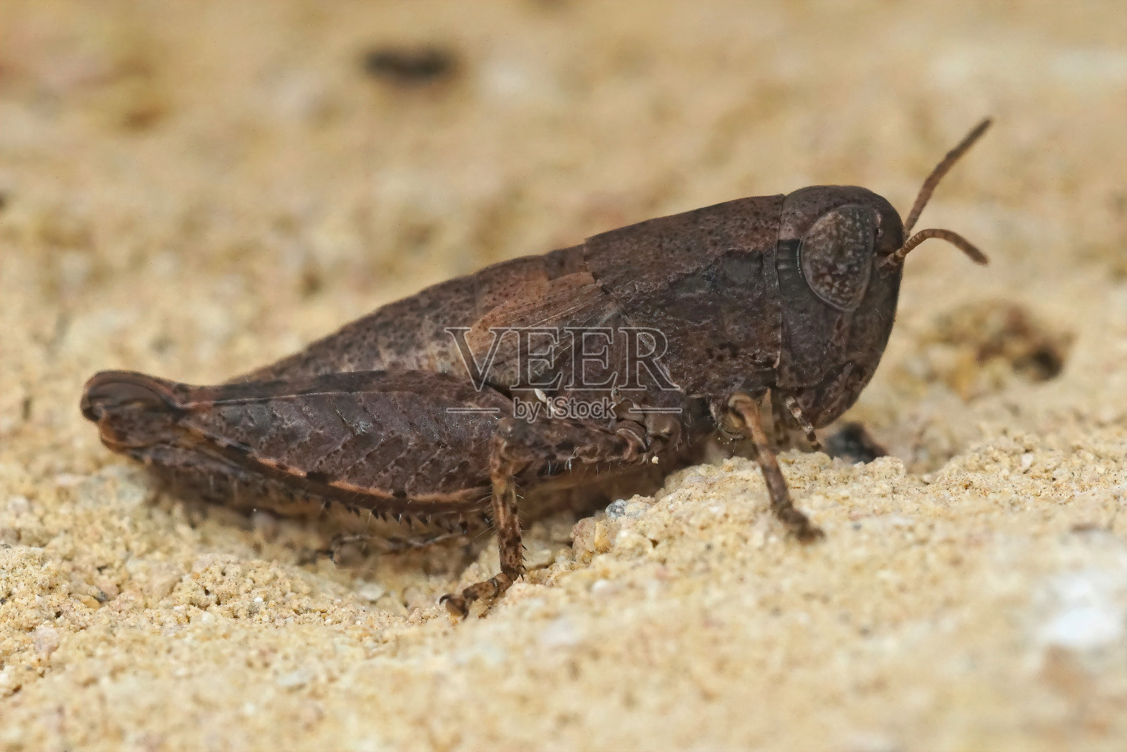 地中海黑色短角蚱蜢的特写，Pezotettix giornae，坐在一块石头上照片摄影图片