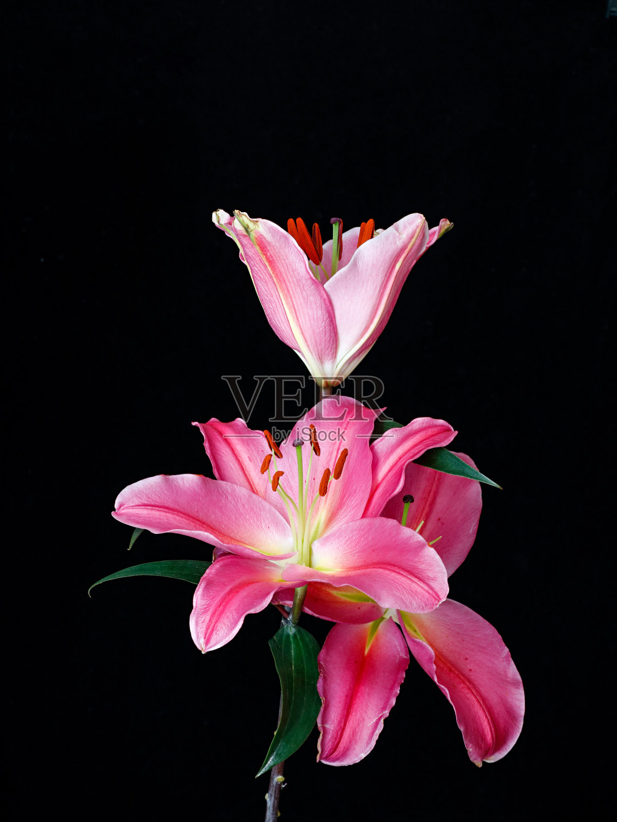 黑色背景上的粉色百合特写照片摄影图片