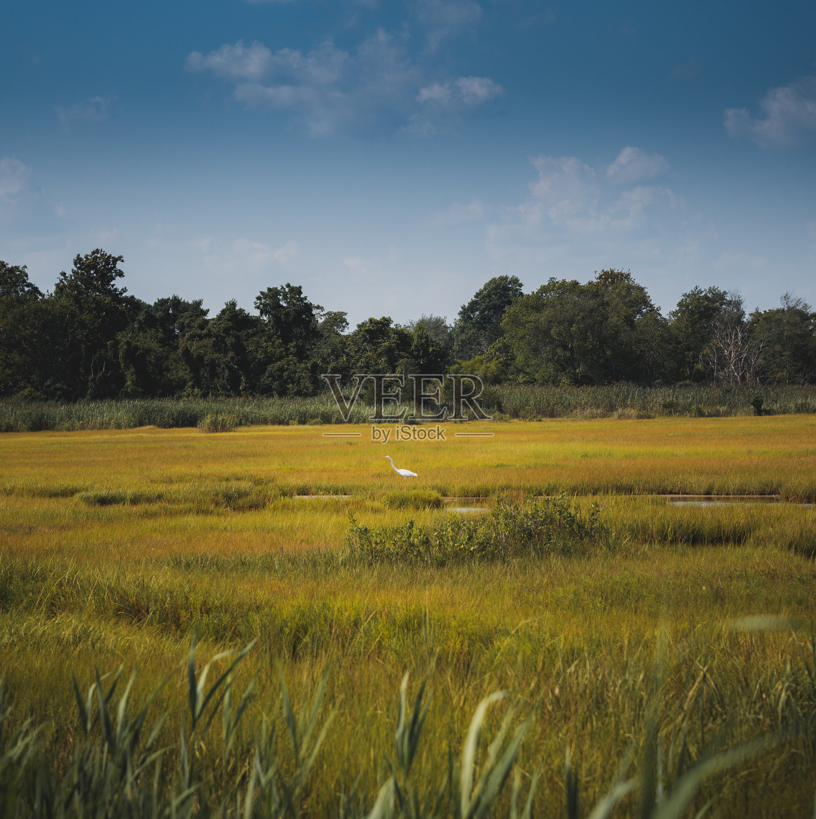 多云的天空下有树木的大田野的美丽景色照片摄影图片