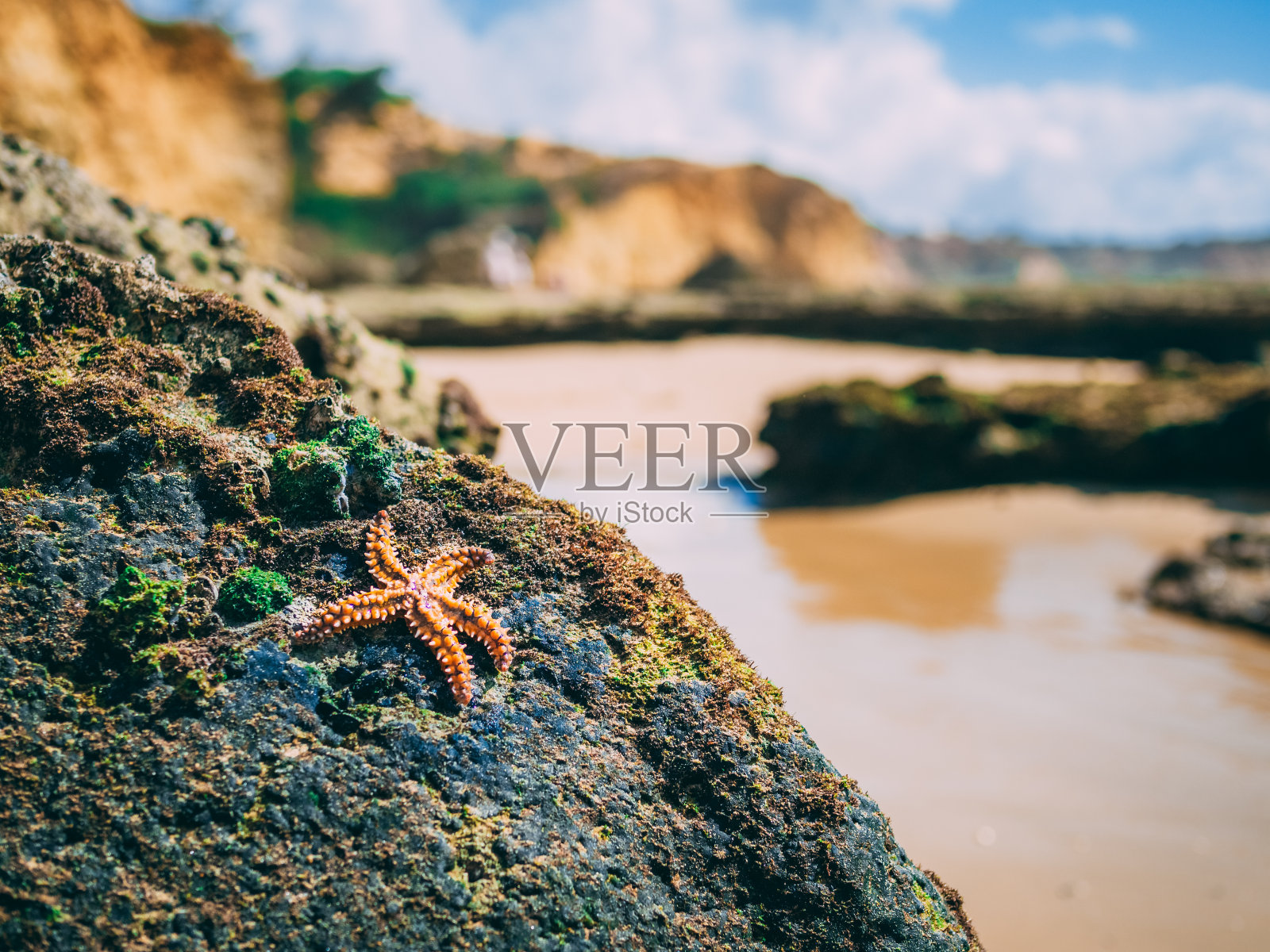 这是葡萄牙海滩上一只海星躺在长满苔藓的岩石上的美丽照片。照片摄影图片