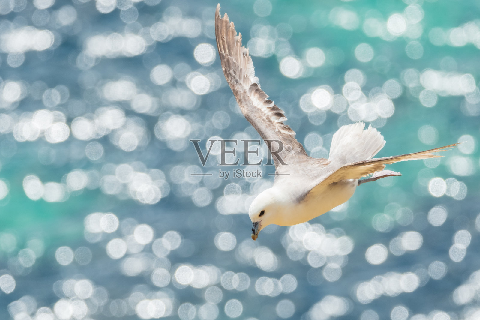 选择性聚焦拍摄了一只白色海鸥在波光粼粼的蓝色大海上照片摄影图片