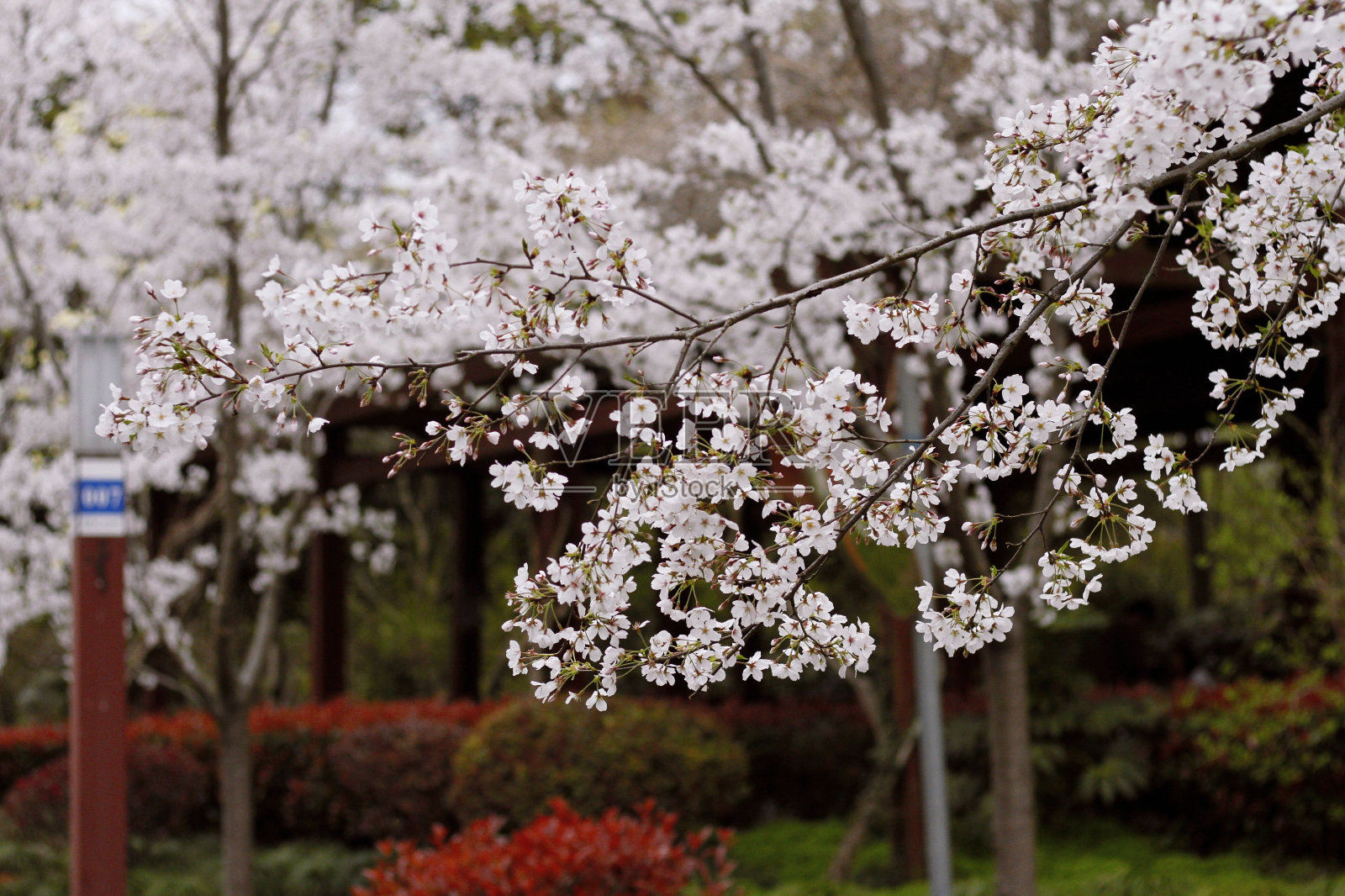 花园里开花的树照片摄影图片