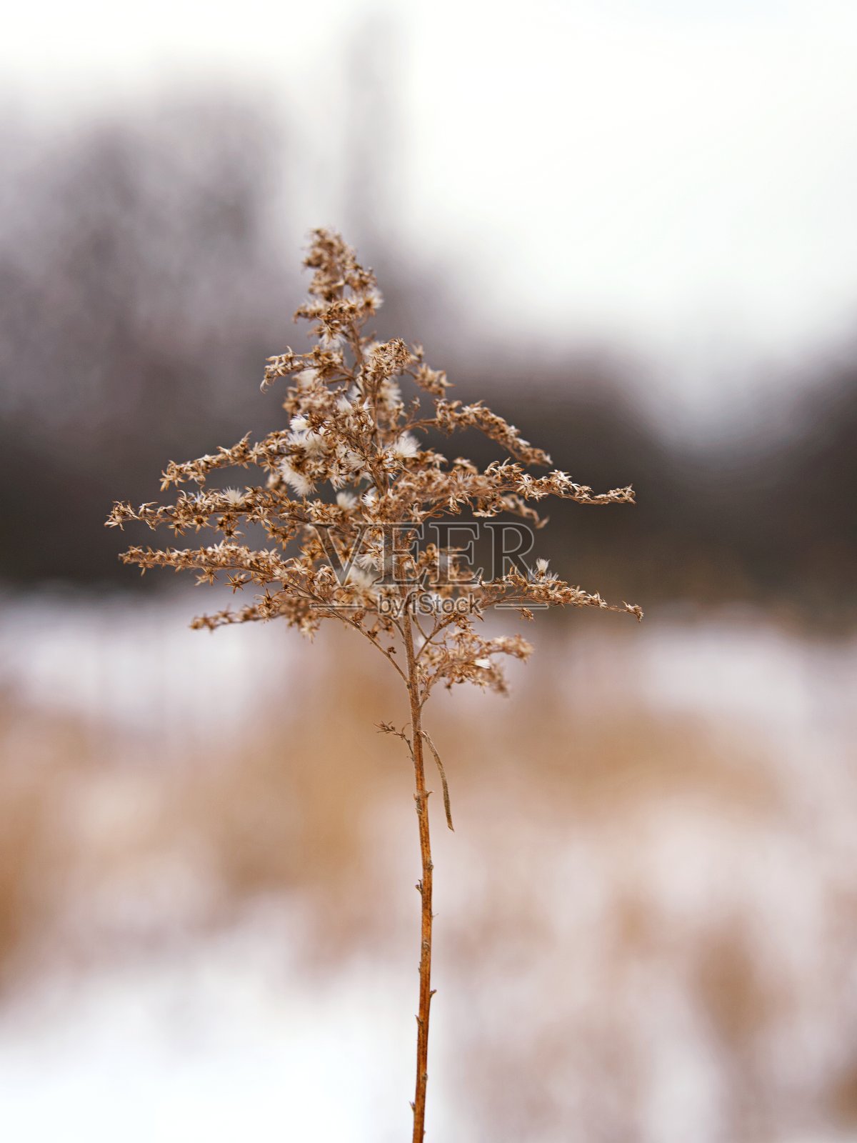 冬季干草的特写镜头照片摄影图片