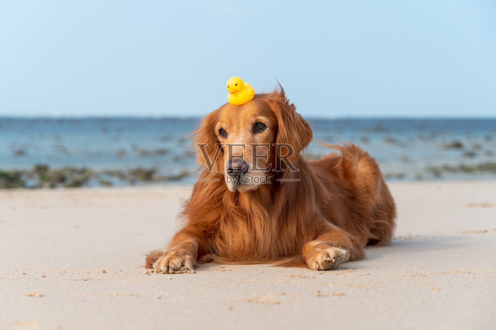 一只金毛猎犬躺在沙滩上，头上顶着一个小鸭子玩具照片摄影图片