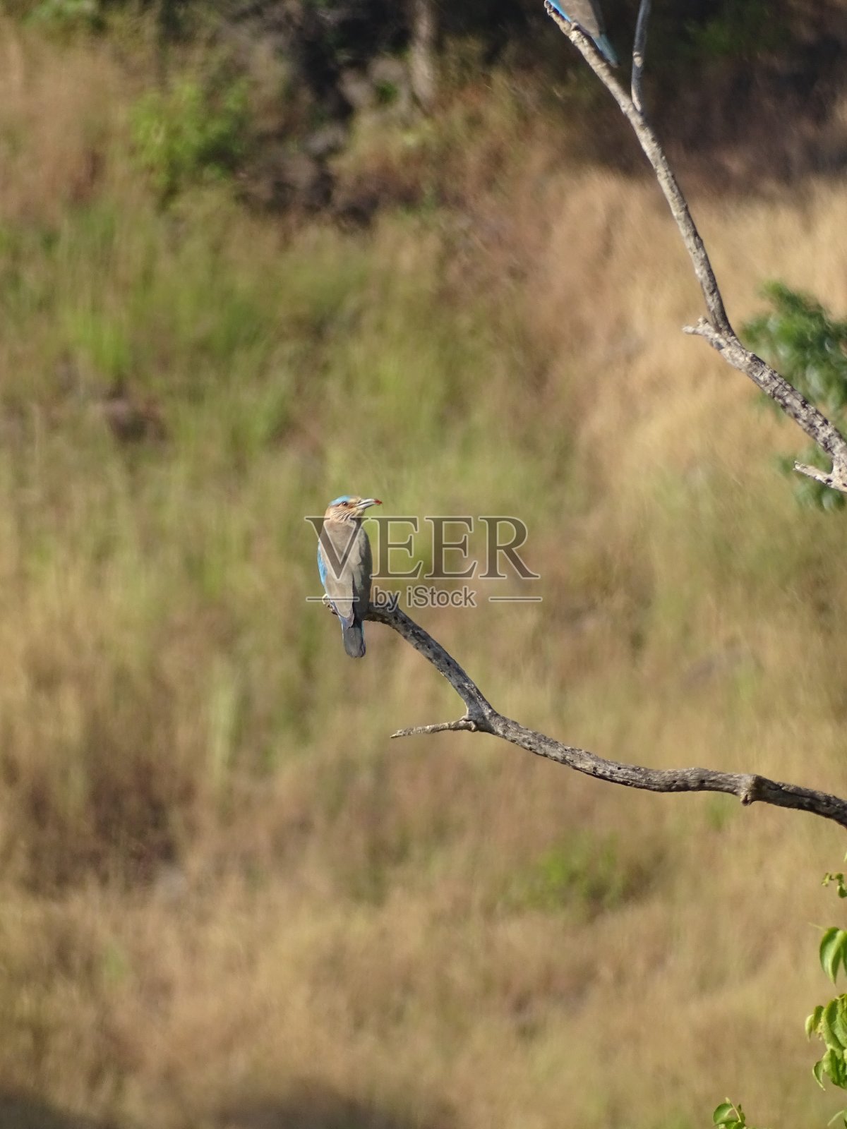 印度辊照片摄影图片