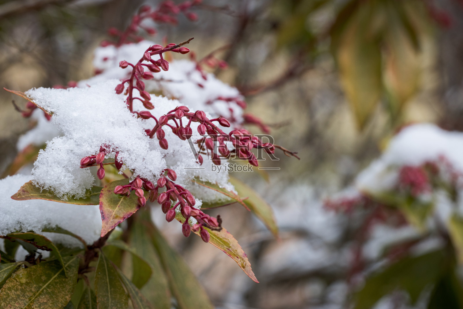 一些植物在冬天被雪覆盖的特写镜头照片摄影图片