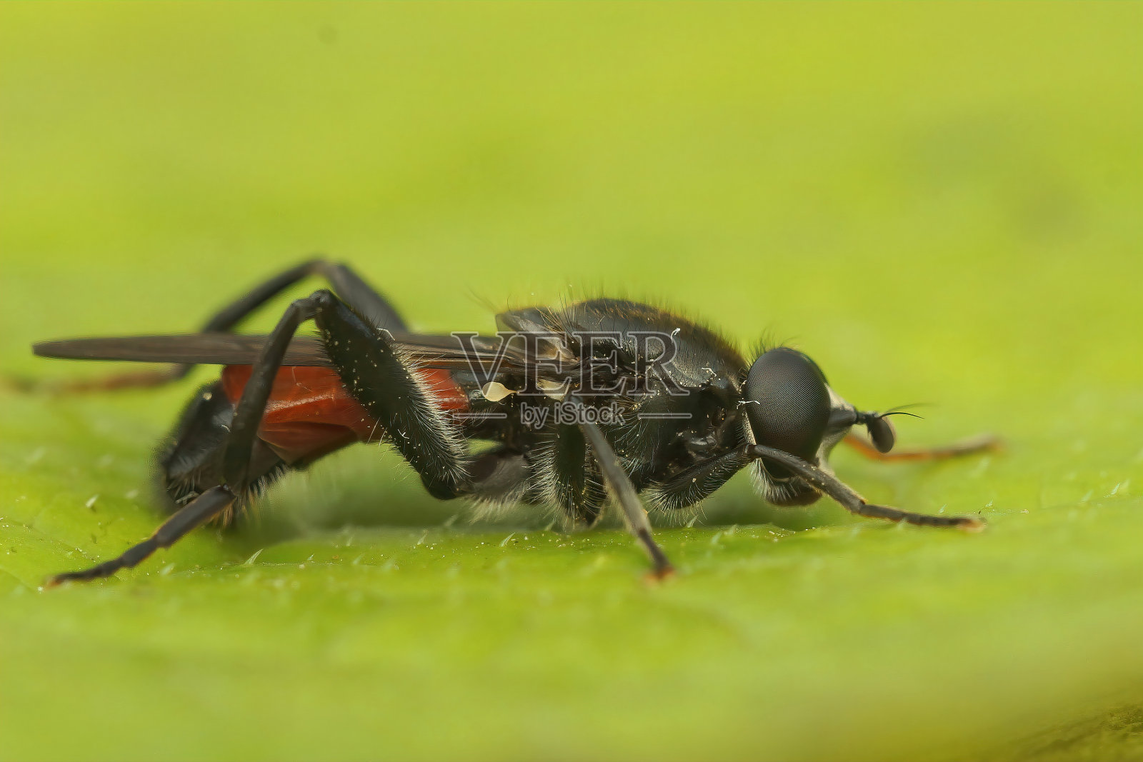 一只红色食蚜蝇的详细侧面特写，香菇短肢虫坐在一片绿叶上照片摄影图片