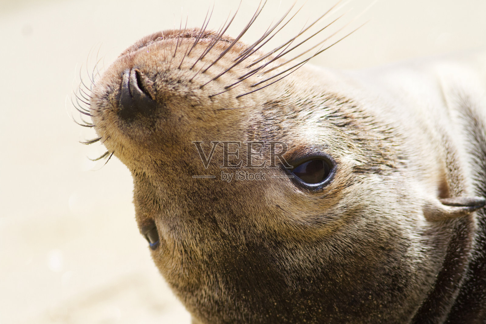在厄瓜多尔加拉帕戈斯群岛的一个阳光灿烂的日子里，海狮的特写镜头照片摄影图片