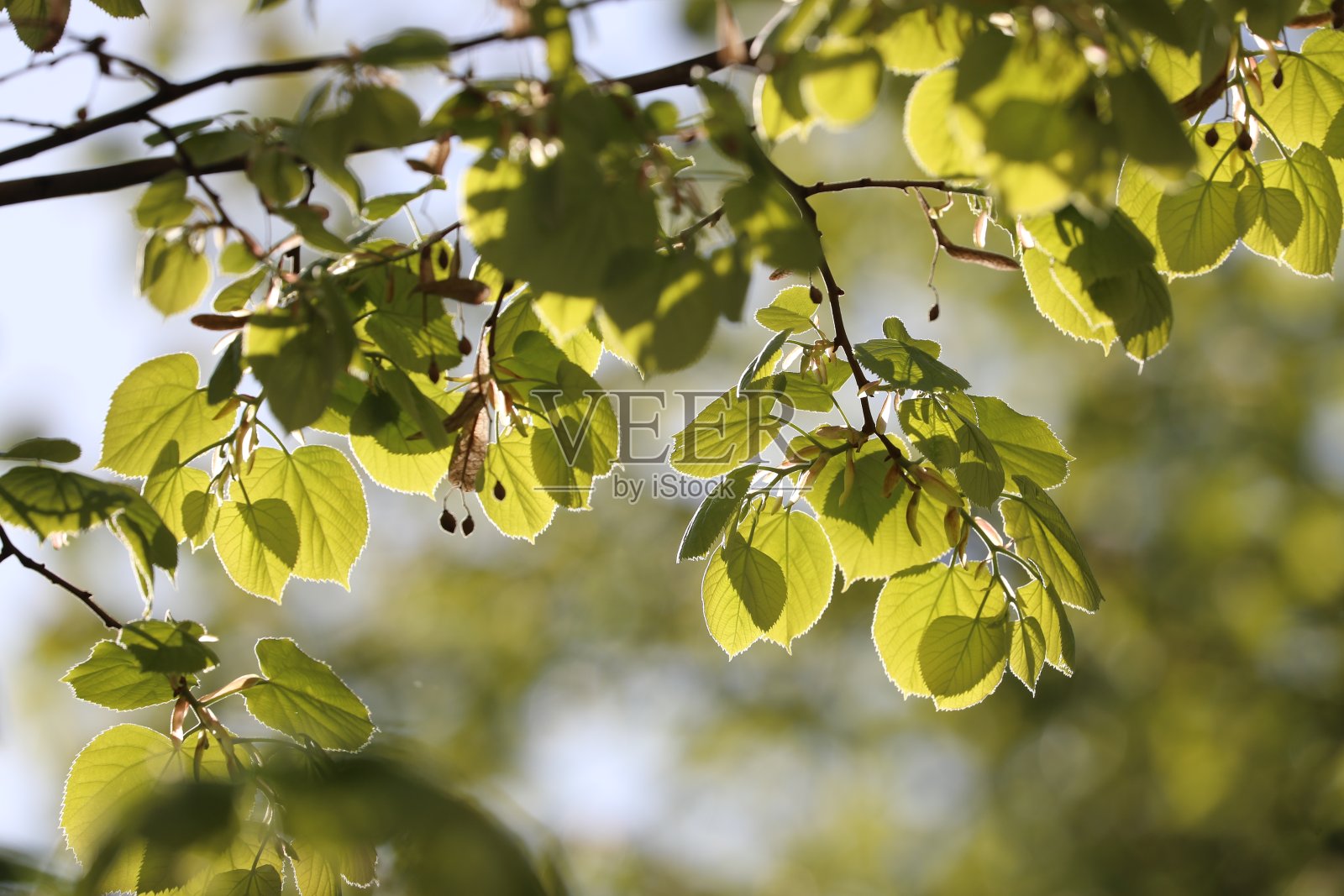 柔软的菩提树叶子背光照片摄影图片