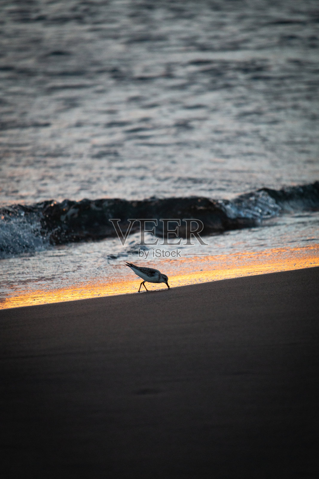 沙滩上的海鸥特写照片摄影图片