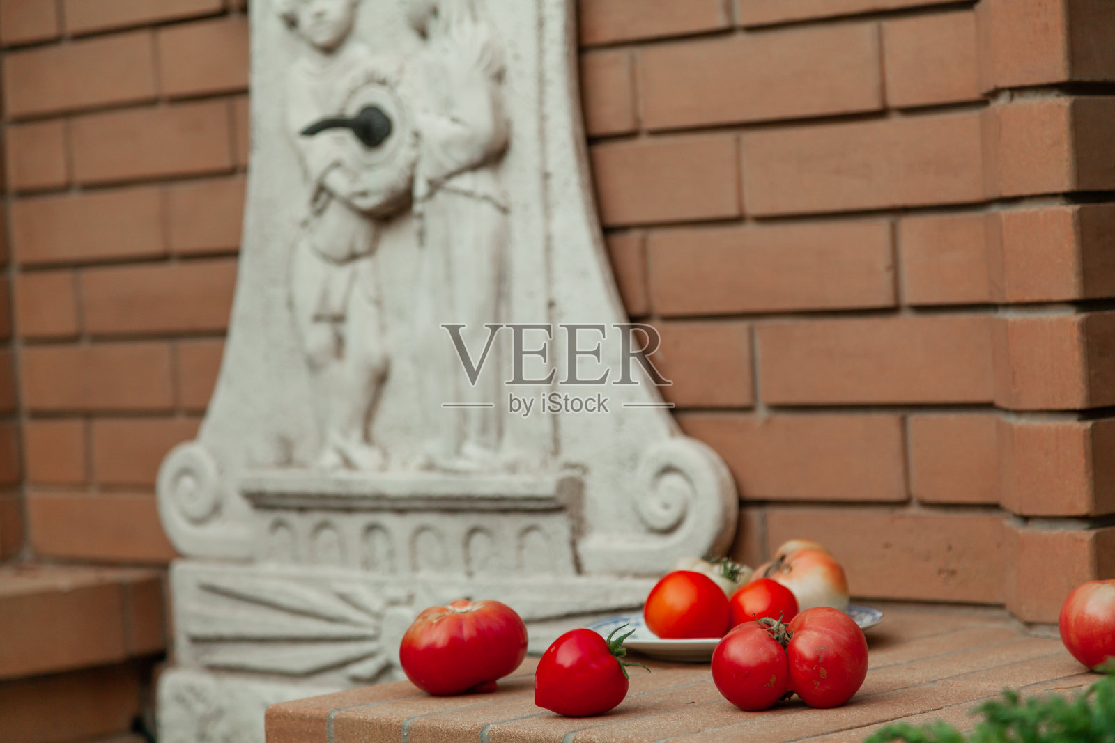 老庄园番茄丰收照片摄影图片