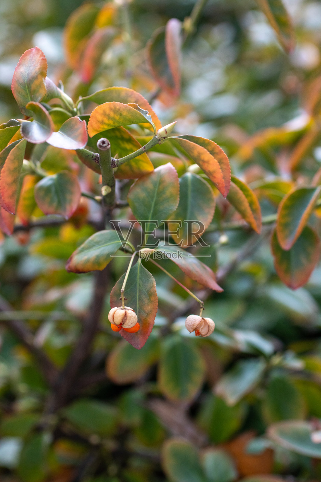 树枝特写镜头照片摄影图片