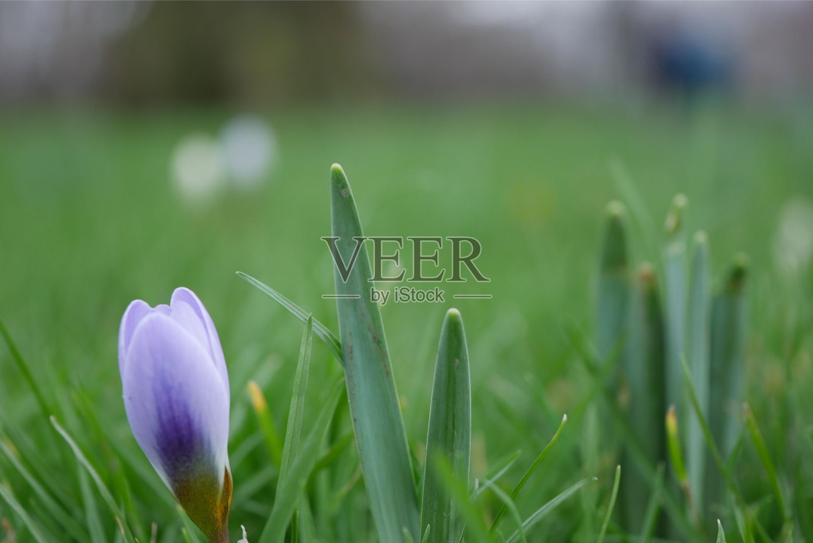 微距拍摄的紫色秋番红花和它的绿叶在一个孤立的背景照片摄影图片