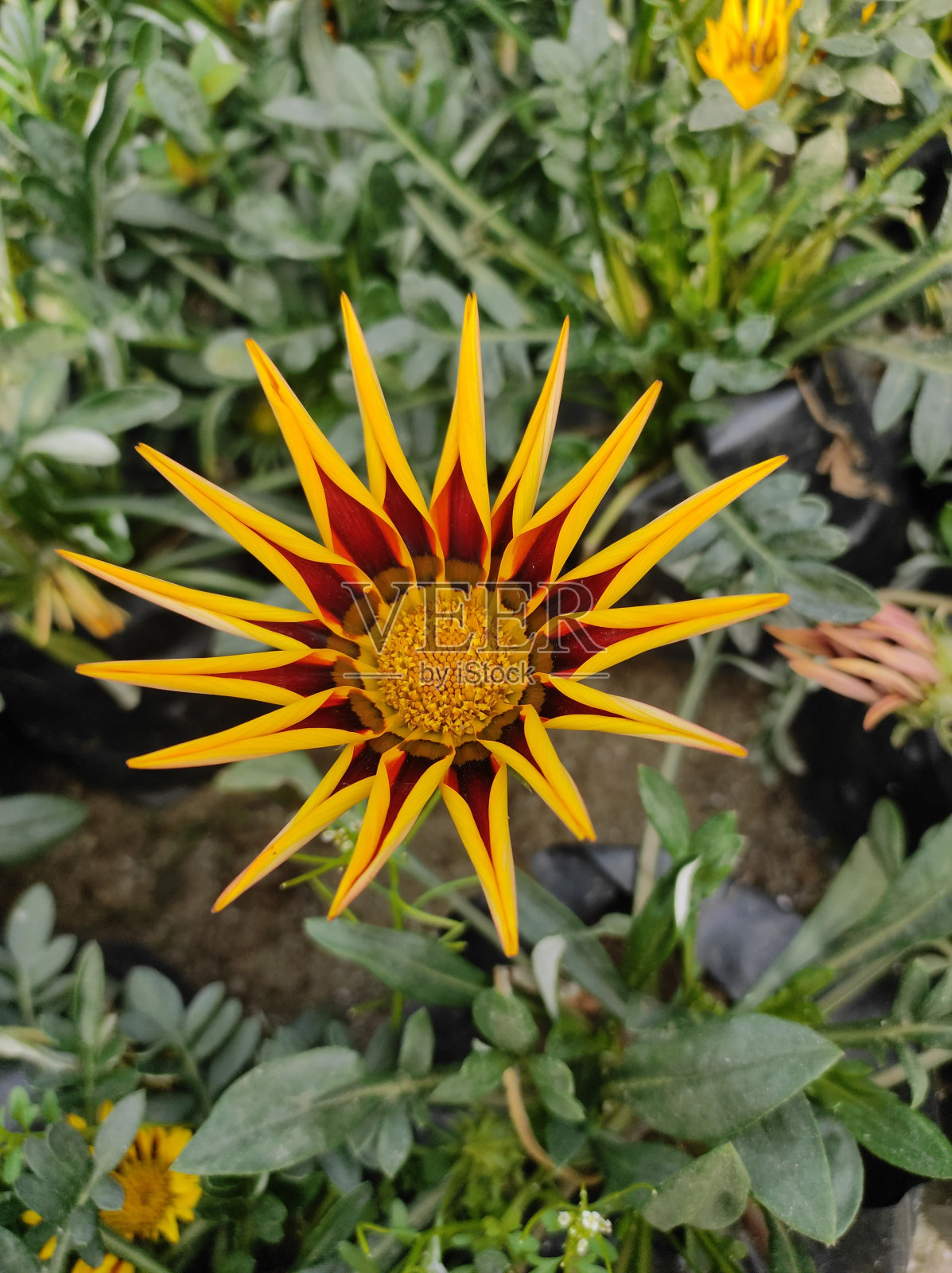 花园中黄花的特写镜头照片摄影图片