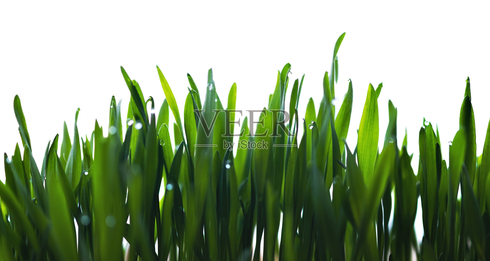 小草孤立在白色的背景中照片摄影图片