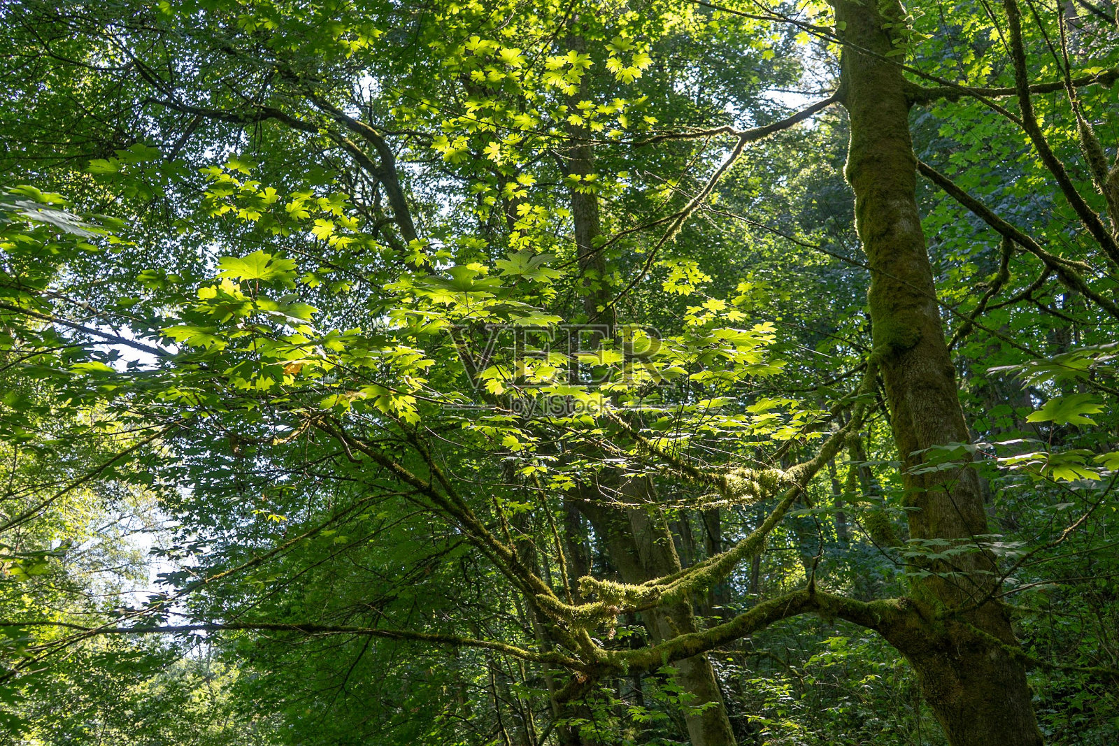 阳光照耀下，森林里春天绿色树叶的美丽景色。照片摄影图片