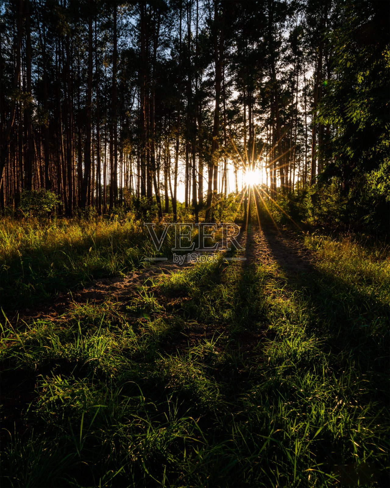 美丽的森林景色，背景是太阳照片摄影图片