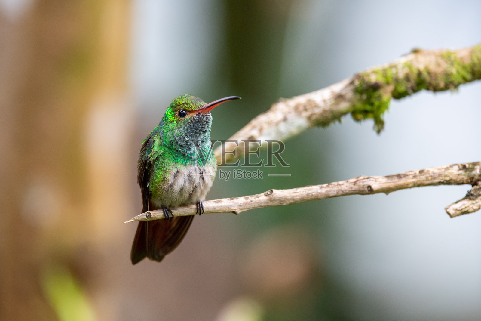 一只山星蜂鸟在树枝上选择照片摄影图片