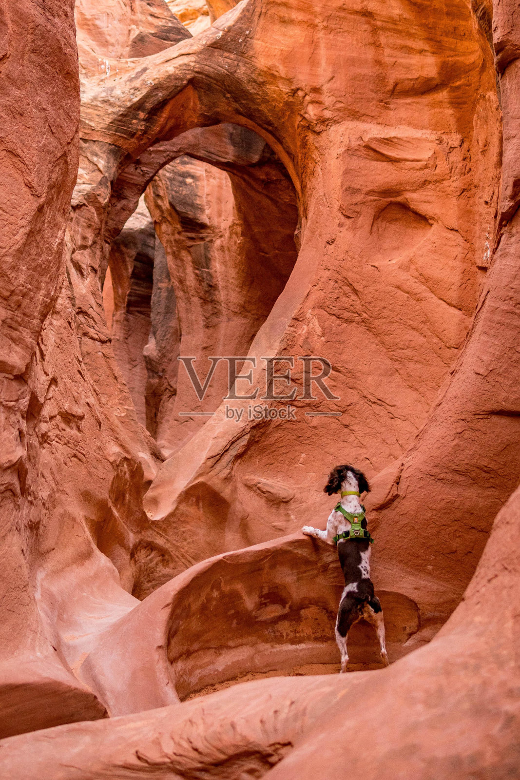 一条布列塔尼狗在美国犹他州峡谷的垂直背影照片摄影图片