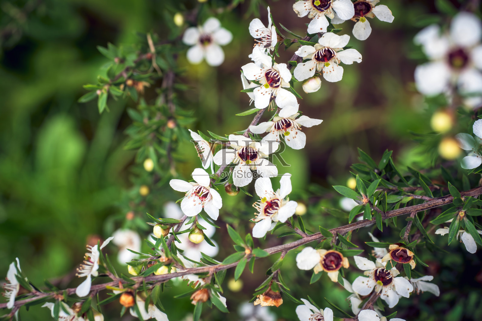 白色麦卢卡(钩穗草属)花照片摄影图片