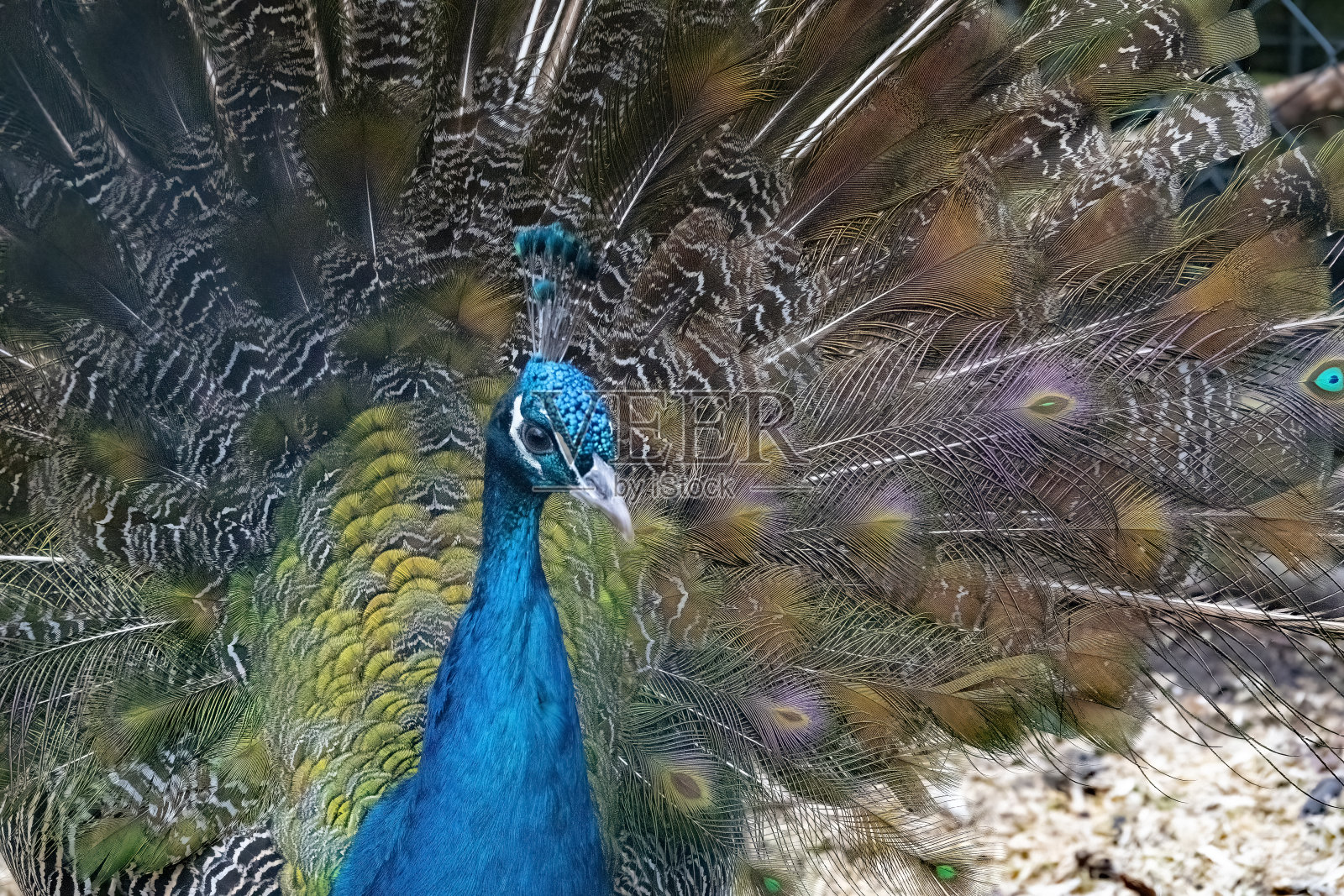 特写镜头的彩色孔雀鸟张开尾巴看向别处照片摄影图片