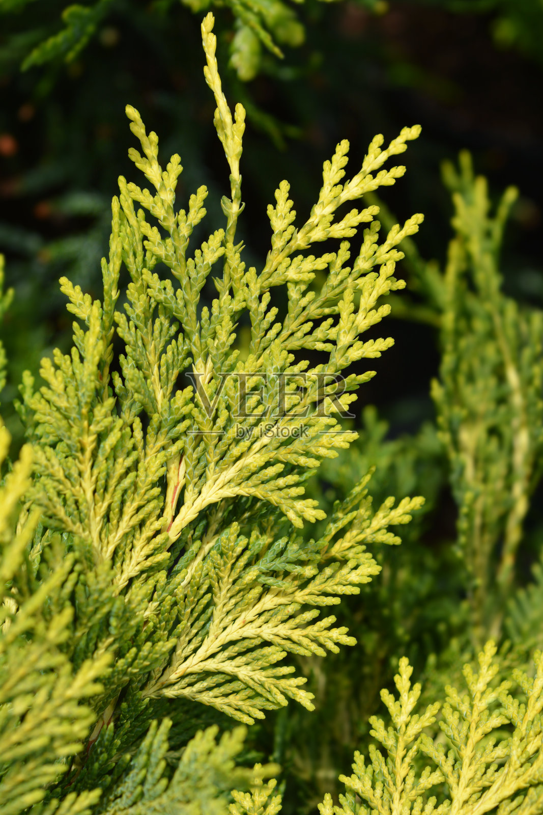 日本thuja照片摄影图片