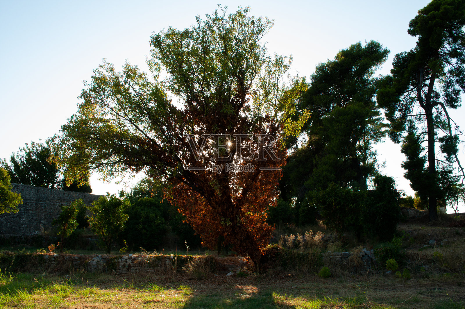 阿尔塔市城堡里的一棵树照片摄影图片