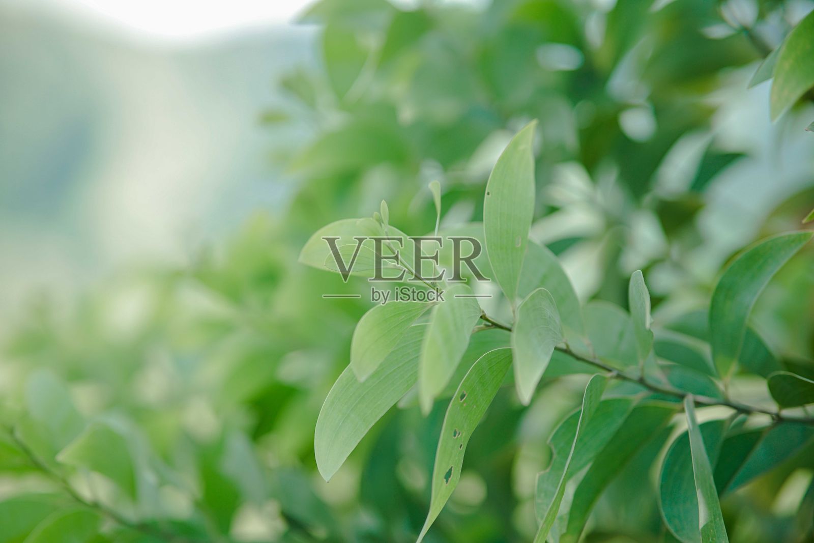 特写绿叶生长在阳光下模糊的背景照片摄影图片