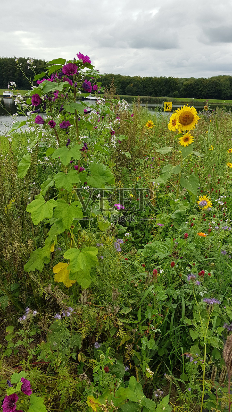 湖前的野花田照片摄影图片