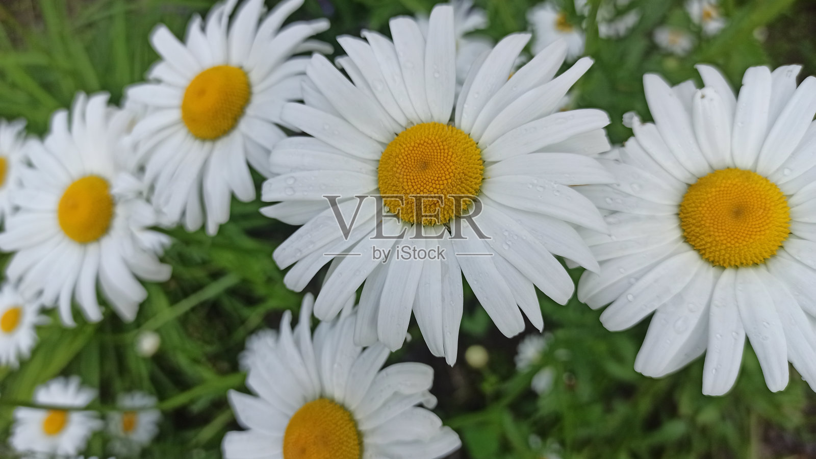 洋甘菊花卉。夏天，美丽的花朵背景照片摄影图片